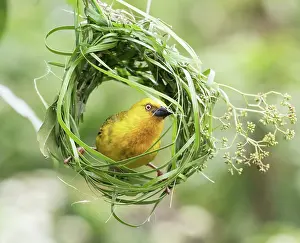 Southern Africa Prints: Cape weaver (Ploceus capensis) male weaving grass into the early stage of its nest