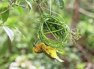 Southern Africa Prints: Cape weaver (Ploceus capensis) male weaving grass into the early stage of its nest
