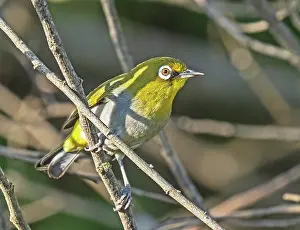 Cape white-eye (Zosterops virens) perched on a branch in the undergrowth, Malgas, Cape Province, South Africa