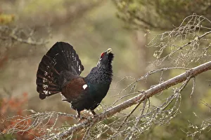 Capercailie (Tetrao urogallus) male displaying from branch of Scots pine tree