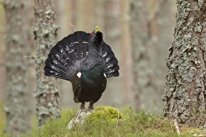 Capercaillie (Tetrao urogallus) adult male displaying in pine forest. Cairngorms National Park