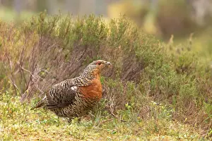 Game Bird Prints: Capercaillie (Tetrao urogallus) female