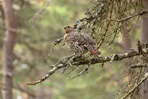 Game Bird Prints: Capercaillie (Tetrao urogallus) female