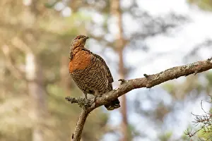 Conifers Prints: Capercaillie (Tetrao urogallus) female perched in Pine tree