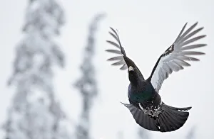 Capercaillie (Tetrao urogallus) in flight, Kuusamo, Finland, January
