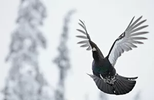 Capercaillie (Tetrao urogallus) in flight, Kuusamo, Finland, January