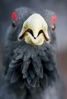 Capercaillie (Tetrao urogallus) male, head portrait, Strathspey, Cairngorms NP, Scotland Capercaillie (Tetrao urogallus) male, head portrait, Strathspey, Cairngorms NP, Scotland