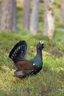 Game Bird Prints: Capercaillie (Tetrao urogallus) male, displaying at lek, Cairngorms, Scotland, UK. April