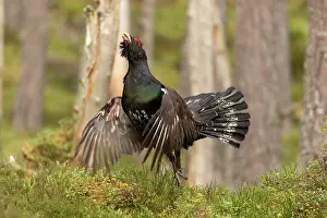Game Bird Prints: Capercaillie (Tetrao urogallus) male, displaying at lek, Cairngorms, Scotland, UK. April