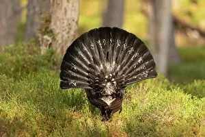Game Bird Prints: Capercaillie (Tetrao urogallus) male, displaying at lek, Cairngorms, Scotland, UK. April