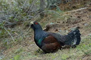 Game Bird Prints: Capercaillie (Tetrao urogallus) male, portrait, Pyrenees, Spain. May