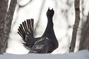 Sergey Gorshkov Prints: Capercaillie (Tetrao urogallus) male displaying and calling at lek
