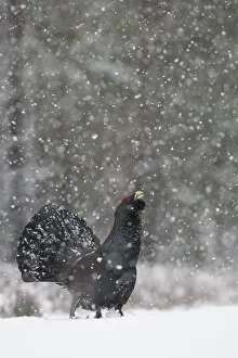 Capercaillie (Tetrao urogallus) male displaying in snow, Cairngorms NP, Scotland