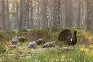 Game Bird Prints: Capercaillie (Tetrao urogallus) male displaying surrounded by females on lek at sunrise