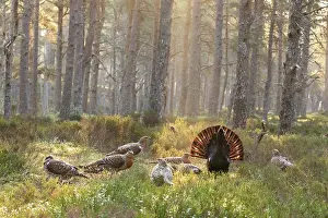 Game Bird Prints: Capercaillie (Tetrao urogallus) male displaying surrounded by females on lek at sunrise