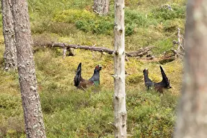 Game Bird Prints: Two Capercaillie (Tetrao urogallus) males sparring in forest at lek