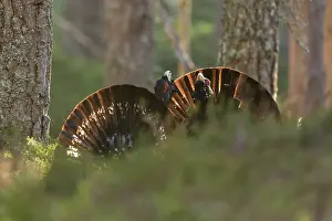 Game Bird Prints: Two Capercaillie (Tetrao urogallus) males sparring in Pine forest in spring