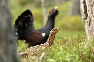 Game Bird Prints: Capercaillies (Tetrao urogallus) pair in forest