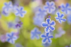Cappadocian navelwort (Omphalodes cappadocica) native to Turkey and the Caucasus