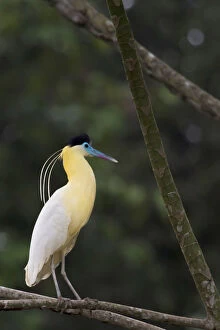 Images Dated 4th July 2014: Capped heron (Pilherodius pileatus) perched on branch, Yasuni National Park, Orellana