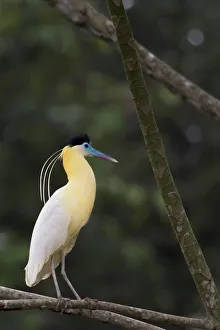Capped heron (Pilherodius pileatus) perched on branch, Yasuni National Park, Orellana
