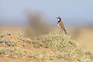 Chat Thrush Prints: Capped wheatear Oenanthe pileata) perched on dry ground
