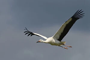 Captive reared juvenile White stork (Ciconia ciconia) in flight over the Knepp Estate