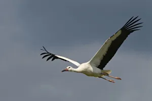 Captive reared juvenile White stork (Ciconia ciconia) in flight over the Knepp Estate