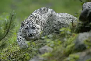 Snow Leopards Gallery: Captive Snow leopard (Panthera uncia) stalking, partly camouflaged by rocks in Heidezoo