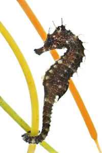 Seahorses Prints: A captive Yellow / Spiny seahorse (Hippocampus guttulatus) attached to plastic seagrass