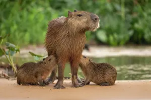 Suckling Prints: Two Capybara cubs (Hydrochoerus hydrochaeris) suckling their mother, Pantanal, Brazil