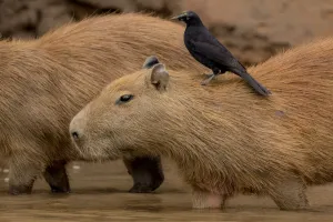 Capybara (Hydrochaeris hydrochaeris) with a Giant Cowbird (Scaphidura oryzivora)