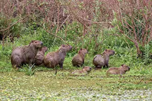Hydrochoerus Prints: Capybara (Hydrochoerus hydrochaeris) family group