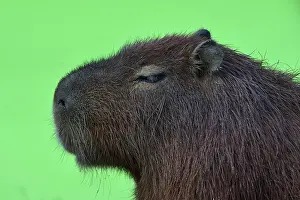 Coloured Background Prints: Capybara (Hydrochoerus hydrochaeris) head portrait