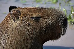 Hydrochoerus Prints: Capybara (Hydrochoerus hydrochaeris) head portrait