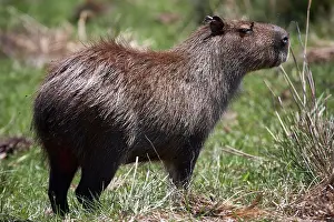 Hydrochoerus Prints: Capybara (Hydrochoerus hydrochaeris) portrait