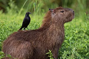 Capybara (Hydrochoerus hydrochaeris) sitting in wetland vegetation with Giant cowbird (Molothrus oryzivorus) perched on its back, Cuiaba River, Pantanal, Mato Grosso, Brazil