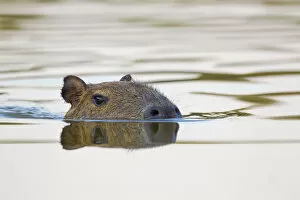 Capybara (Hydrochoerus hydrochaeris) swimming, Little Paraguay River, Pocone, Brazil