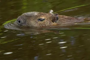Hydrochoerus Prints: Capybara (Hydrochoerus hydrochaeris) swimming in river, Pantanal, Mato Grosso, Brazil