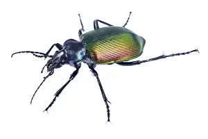Adephaga Prints: Carabid beetle (Calosoma sycophanta) on white backlit background, Antola Regional Park