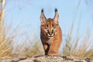 August 2023 Highlights Collection: Caracal (Caracal caracal) cub, aged 9 weeks, walking over rocks, Spain