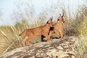 August 2023 Highlights Collection: Two Caracal (Caracal caracal) cubs, aged 9 weeks, walking over rocks, Spain