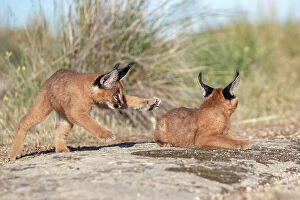 August 2023 Highlights Collection: Two Caracal (Caracal caracal) cubs, aged 9 weeks, playing, Spain. Captive, occurs in Africa and Asia