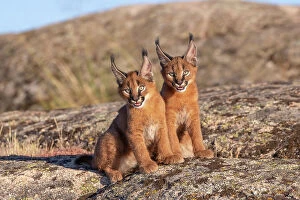 August 2023 Highlights Collection: Two Caracal (Caracal caracal) cubs, aged 9 weeks, sitting side by side, Spain