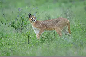 Tanzania Prints: Caracal (Caracal caracal) female
