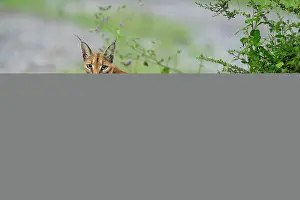 Tanzania Prints: Caracal (Caracal caracal) female