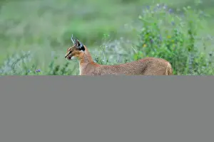 Tanzania Prints: Caracal (Caracal caracal) female