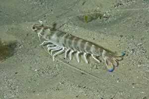 Caramote prawn (Penaeus kerathurus) Larvotto Marine Reserve, Monaco, Mediterranean Sea