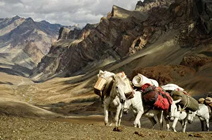 Mountain Gallery: Caravan of horses climbing over the Singge La mountain pass at an altitude of 5010m