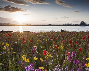 Images Dated 4th July 2011: Cardiff Bay in the evening, with meadow flowers on the Barrage. Cardiff, Wales, July 2011